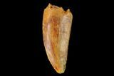 Serrated, Raptor Tooth - Real Dinosaur Tooth #152497-1